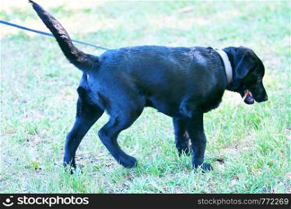 Dog breed Labrador black on a walk in the summer morning
