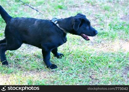 Dog breed Labrador black on a walk in the summer morning