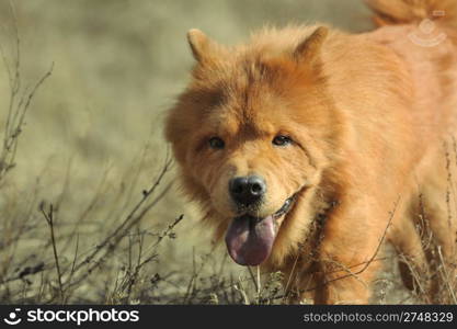 Dog breed of Chow-chow. A photo on outdoors