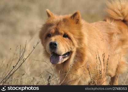 Dog breed of Chow-chow. A photo on outdoors
