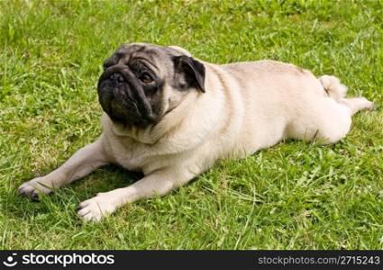dog breed pug lying on the grass