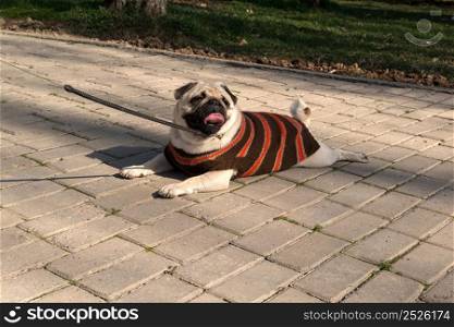dog breed pug lying on the sidewalk in the spring park. dogs in the park