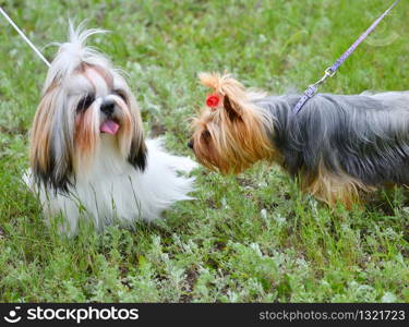 Dog breed Yorkshire Terrier on a walk on a summer day
