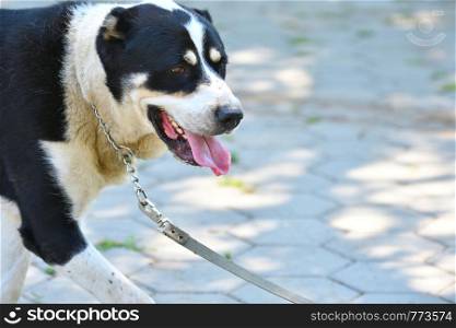Dog breeds of alabai on a walk in the summer morning