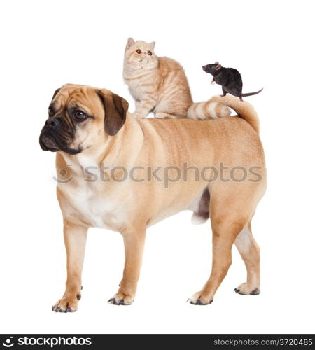 Dog, cat and mouse isolated