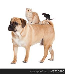 Dog, cat and mouse isolated