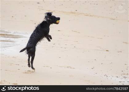 Dog catching ball in air at beach