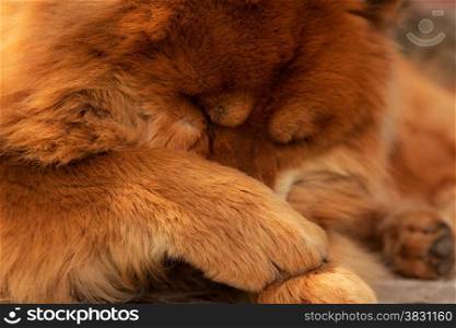 Dog Chow paws closes face