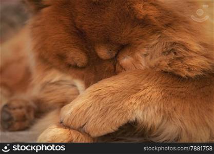 Dog Chow paws closes face
