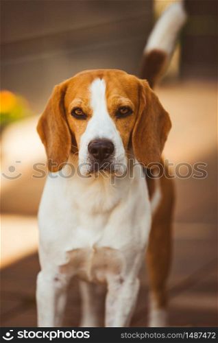 Dog closeup portrait on sunny spring day. Beagle dog background. Pure breed outside.. Dog closeup portrait on sunny spring day. Beagle dog background