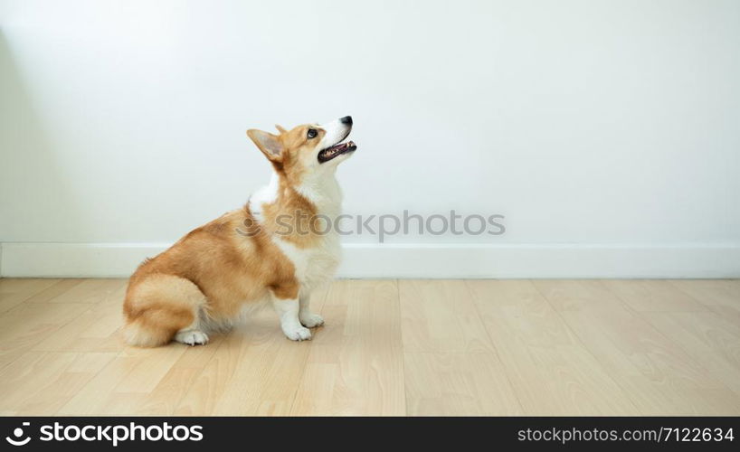 Dog corgi sits happily smiling while waiting for orders from the trainer in a room with a white background.