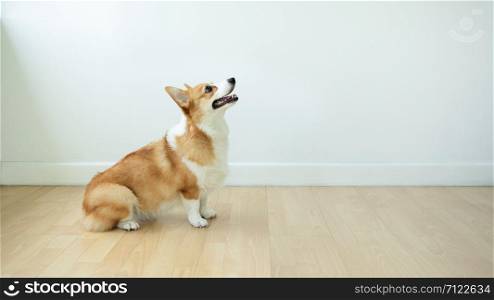 Dog corgi sits happily smiling while waiting for orders from the trainer in a room with a white background.