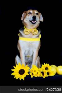 dog dressed in bow and yellow breastplate and sunflowers on black background. dog dressed in bow and yellow breastplate and sunflowers