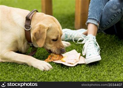 dog eating sandwich park