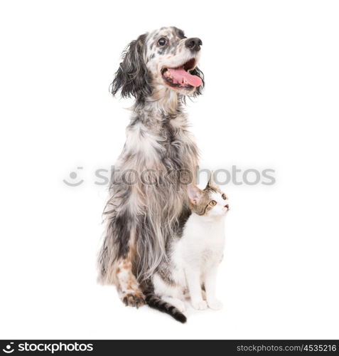 Dog english setter and domestic cat together isolated on white background