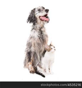 Dog english setter and domestic cat together isolated on white background