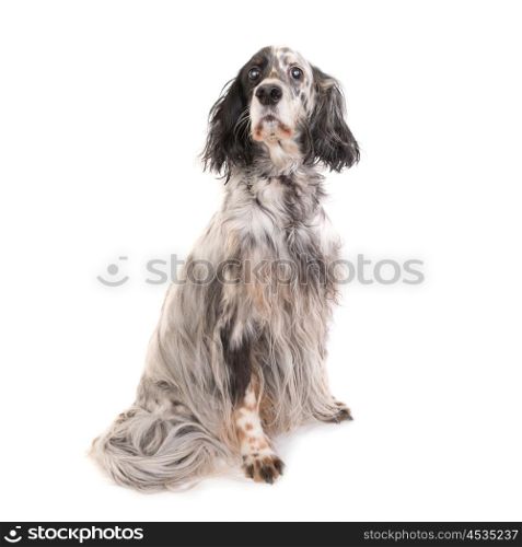 Dog english setter isolated on white background