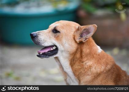 Dog face beside close up portrait brown dog
