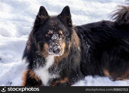 Dog face with snow. Dog snow