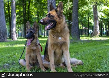 Dog Family. Adult with Puppy. German Shepherd Pet Sitting on Green Grass with Tounge Outside. Beauty Brown Fur Young and Adult Curious Pet Sit and Looking Side. Summer Outdoor Playing.. Dog Family. Adult with Puppy. German Shepherd Pet