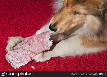dog feeding with raw meat. dog feeding