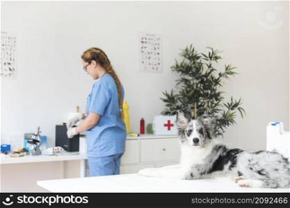 dog female veterinarian vet clinic