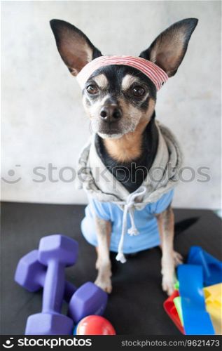 Dog fitness. Fitness and healthy lifestyle for pet.  Dog trainer portrait in studio surrounded by sports equipment