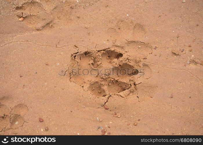 dog footprint on sand beach