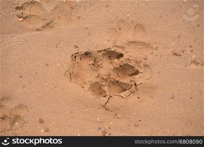 dog footprint on sand beach