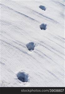 dog footprints in the snow