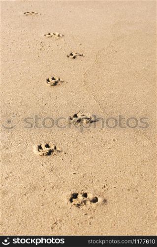 Dog footprints on yellow wet sand in sunlight, on summer day, on Sylt island Germany. Animal footsteps in sand. Walking alone on beach. Traces in sand