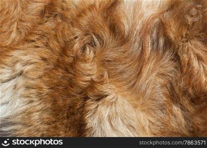 Dog fur close-up. red, yellow, gray, white color.