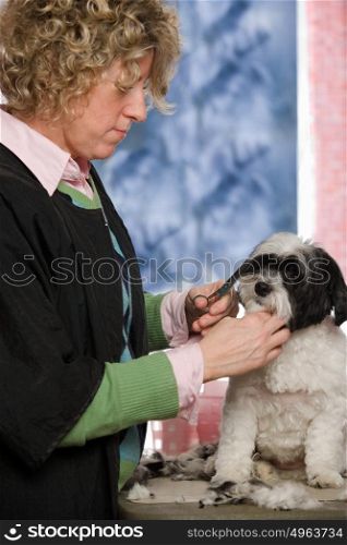 Dog having hair cut