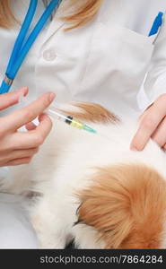 Dog Healthcare: vaccination. Isolated over white background.