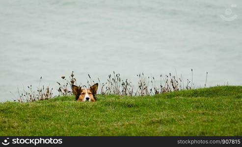 Dog hiding in grass ditch by sea. Dog peaking out and looking.