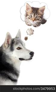 dog imagining a cat a over white background
