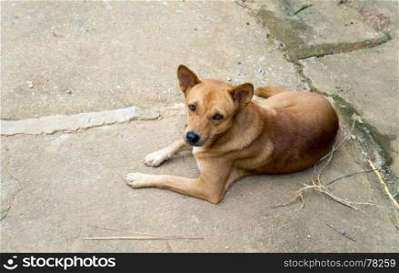 dog in a Akha mountain village