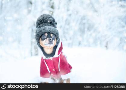 Dog in a funny knitted hat with a huge pumpon in the winter forest, a space for text, Concept warm clothes for dogs.