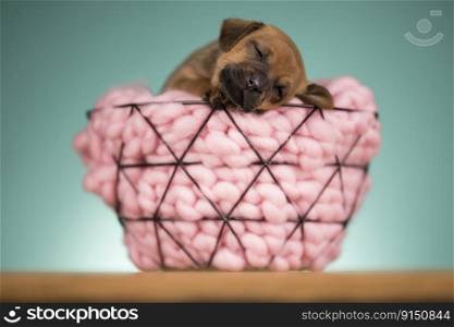 Dog in a metal basket