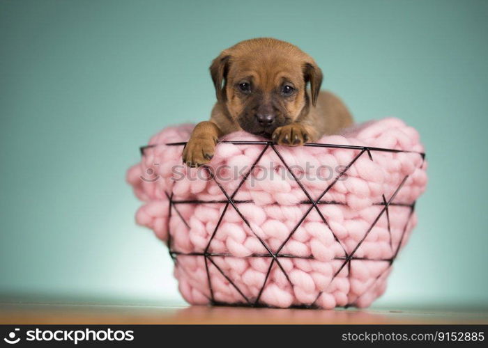 Dog in a metal basket