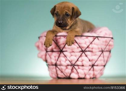 Dog in a metal basket