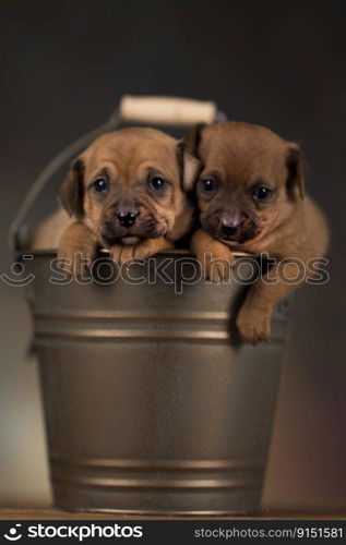 Dog in a metal bucket