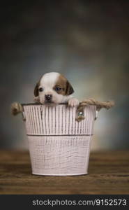 Dog in a metal bucket