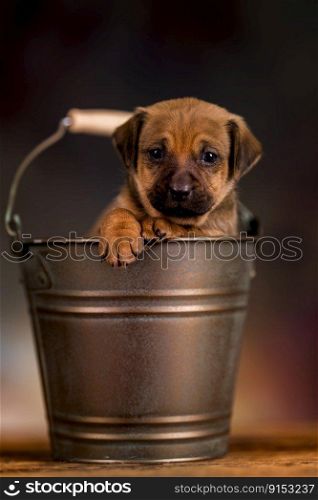 Dog in a metal bucket