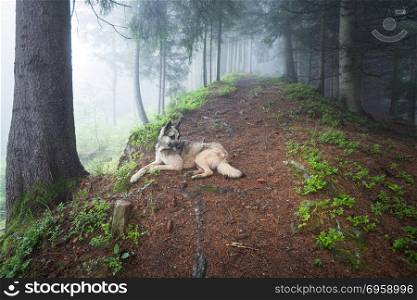 Dog in a mystical foggy forest. Dog walking outdoors in a summer forest