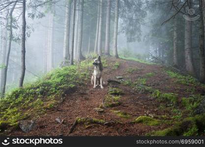Dog in a mystical foggy forest. Dog walking outdoors in a summer forest