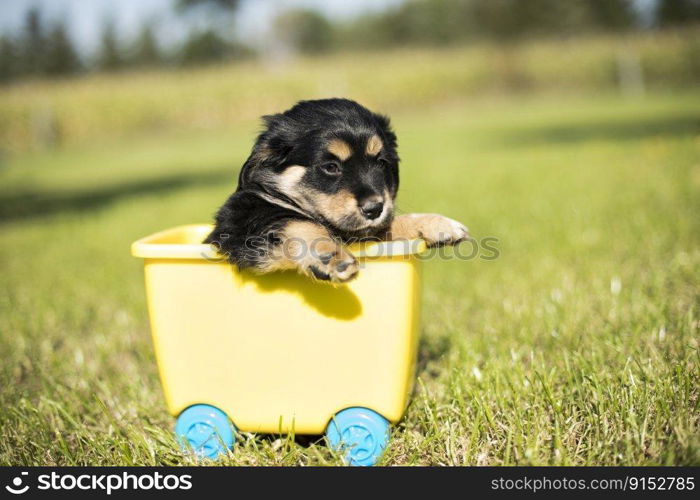 Dog in a toy wagon  on the grass