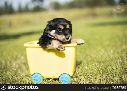 Dog in a toy wagon  on the grass