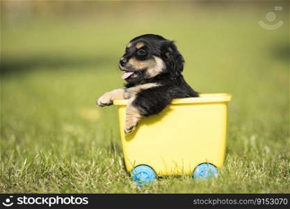 Dog in a toy wagon  on the grass