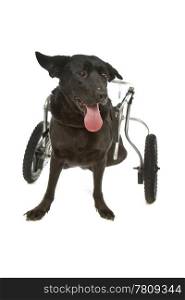 dog in a wheelchair. dog in a wheelchair in front of a white background